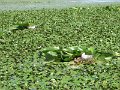 Tisza-to - anya madar ul a feszkeben